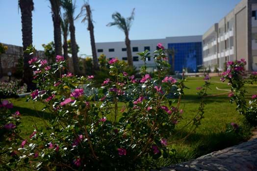 Apartments in Hurghada in a residential complex 